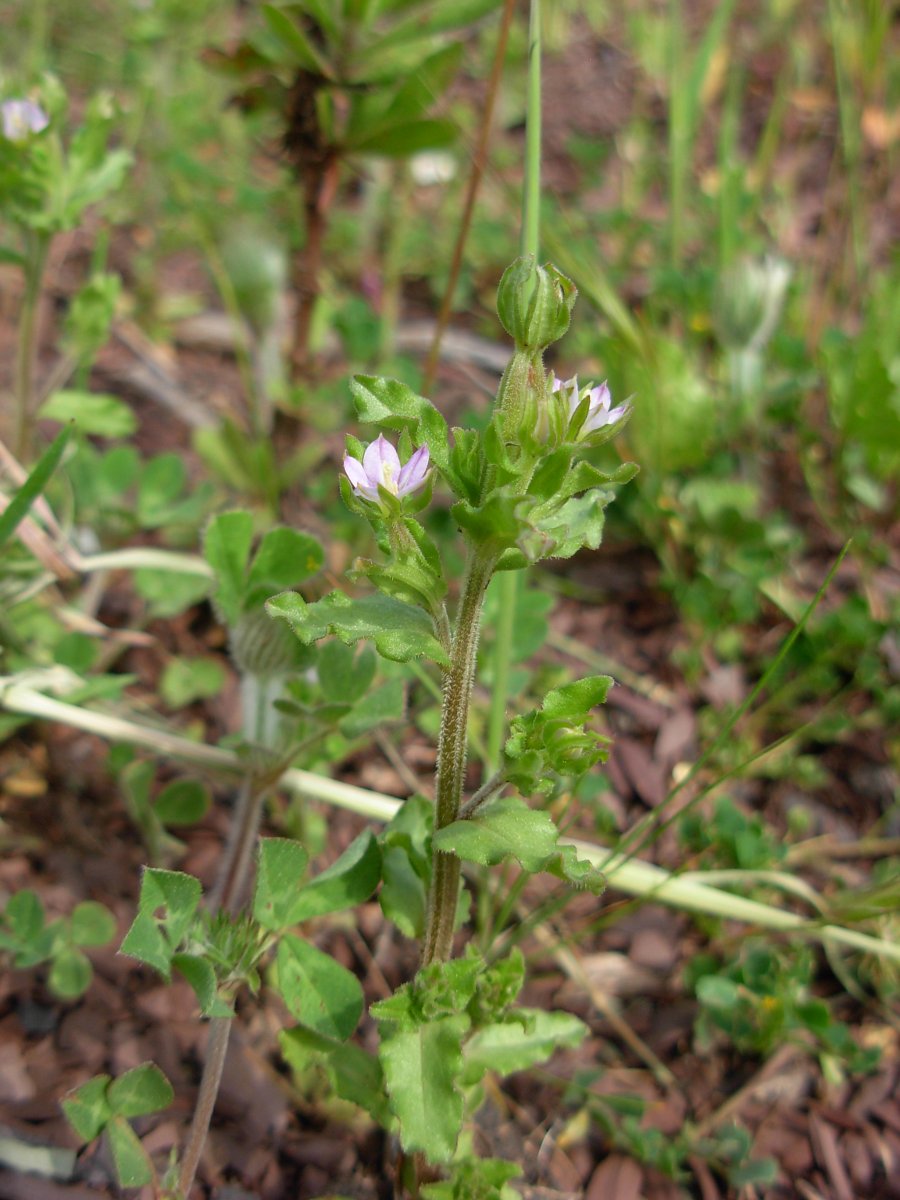 Legousia hybrida / Specchio di Venere ondulato